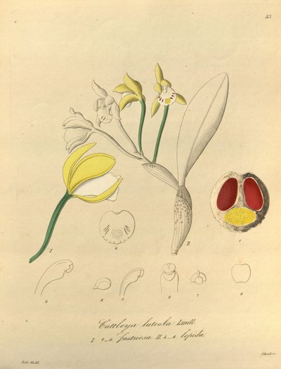 Illustration of Cattleya luteola by Heinrich Gustav Reichenbach